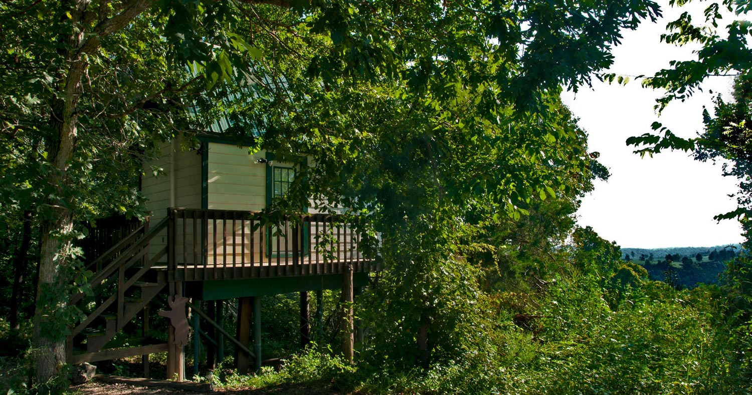 Things to Do in Eureka Springs Turpentine Creek Wildlife Refuge