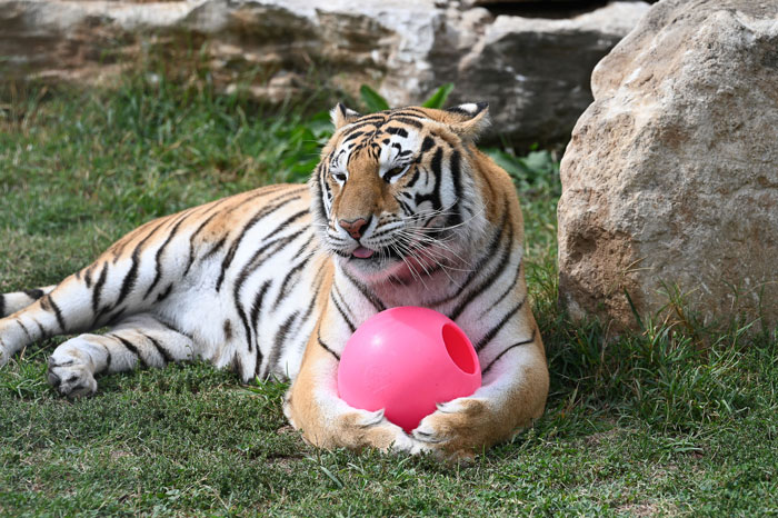 cat with ball